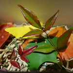 神保町 傳 - 傳タッキー　箱の中