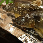 湖里庵 - 子持ち鮎の塩焼き