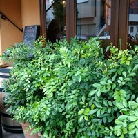 フィーコディンディア - 店頭