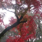 江戸三 - 朝のお散歩♪きれいな紅葉