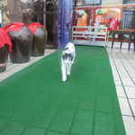 中国料理 王記 - 可愛い子猫のお出迎え（外観）