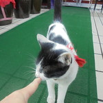 中国料理 王記 - 可愛い子猫のお出迎え（外観）