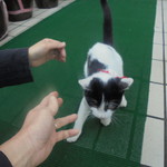 中国料理 王記 - 可愛い子猫のお出迎え（外観）