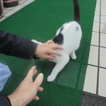 中国料理 王記 - 可愛い子猫のお出迎え（外観）