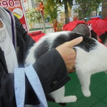 中国料理 王記 - 可愛い子猫のお出迎え（外観）