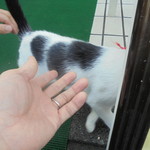 中国料理 王記 - 可愛い子猫のお出迎え（外観）