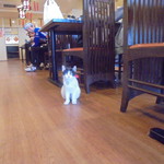 中国料理 王記 - 店内（可愛い子猫のお見送り）