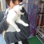 中国料理 王記 - 可愛い子猫のお見送り