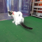 中国料理 王記 - 可愛い子猫のお見送り