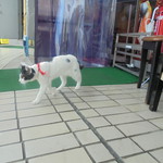 中国料理 王記 - 可愛い子猫のお見送り