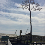 つるや - 奇跡の一本松