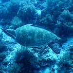 Hidden Coral Divers Club and Resort - ギンガメのトルネードが有名な聖地バリカサグなのだが不発で大群でいたウミガメで満足