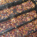 しんたく - 2016.11紅葉がたいりょうです