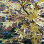 しんたく - 2016.11紅葉です