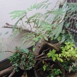 ごきげんさん - 