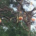 草庵 - お店前 柿の古木