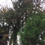 草庵 - お店横の巨木