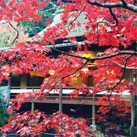 うかい鳥山 - 