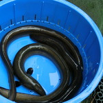 うなぎ亭 友栄 - 平成28年霜月 ”天然鰻”