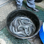 うなぎ亭 友栄 - 平成28年霜月「アオうなぎ」