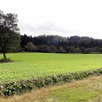 そば屋 長森 - 裏の蕎麦畑