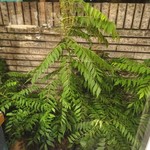 Kalpasi - 窓外に生い茂るカレーリーフ