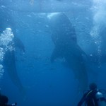 Hidden Coral Divers Club and Resort - ジンベエサメ3匹