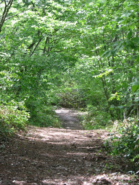 れすとらん海音（うみね） - 手樽（海鮮）の写真