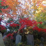 高尾山スミカ - 2016.11