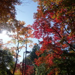 高尾山スミカ - 2016.11