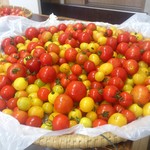 プルジャ ダイニング - (new)2016.08・プルジャ畑で獲れたトマト