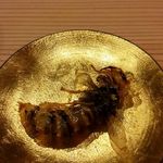 大スズメバチ素揚げ（2016.11月追加）