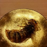 柚木元 - 大スズメバチ素揚げ（2016.11月追加）