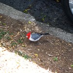 Pioneer Saloon - 帰り道カピオラニ公園にて
            おしゃれな鳥さん 