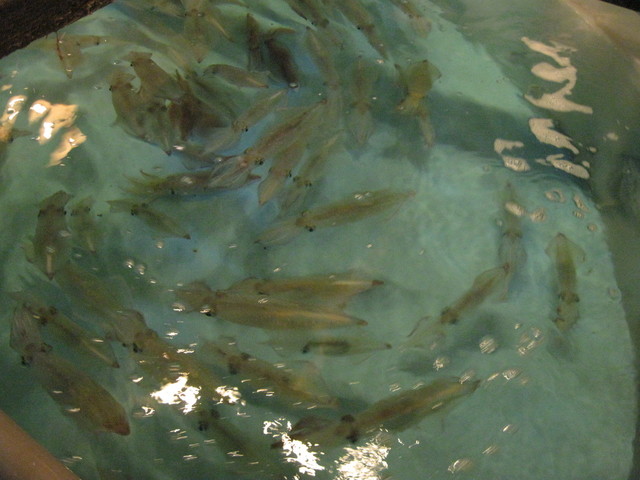 閉店 海陽亭 鶴山公園店 津山 魚介料理 海鮮料理 食べログ 閉店 海陽亭 鶴山公園店 津山 魚介料理 海鮮料理 食べログ