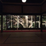 Seryou - 宝泉院のライトアップ