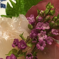 芹生 - お造り