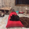 かふぇ酒場 ときどき猫LA