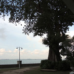 Farquhar's Bar - ジャワ・オリーブの古木は・・