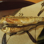 赤坂 詠月 - 琵琶湖産モロコ2016.11