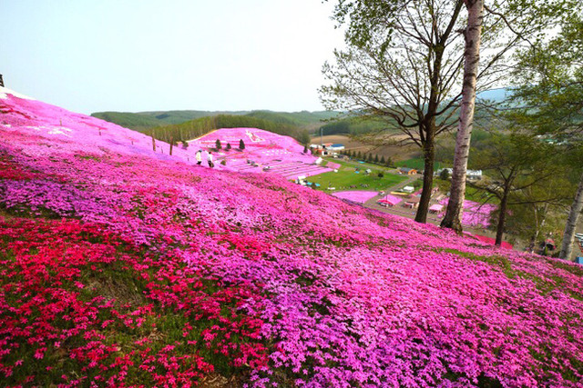 満開の芝桜と芝桜ソフト By Meea ひがしもこと芝桜公園売店 大空町その他 その他 食べログ 満開の芝桜と芝桜ソフト By Meea ひがしもこと芝桜公園売店 大空町その他 その他 食べログ