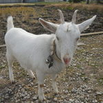 カマ喜ri - カマ喜ri（カマキリ） 讃岐うどん（香川）