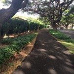 Bogart’s Cafe - 木漏れ日