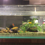 ガッツリつけ麺 赤坂見附店 - カウンター前に6mの水槽があり、少し癒される。分かりづらい場所にあるためかランチなのに客はいない。結構うまいのに