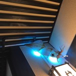 せきのや - イカ電灯