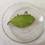 Jouhou Hasshin Kichi Aka Bira Besu - 葉から小さな葉が育ちます。