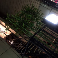美神鶏 - 