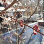 スイーツランベルセ - トンボの湯付近