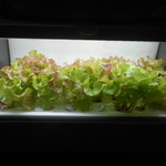 ステーキ・洋食のTANTO屋 - 店内で栽培されている、ミニレタス　2016.11