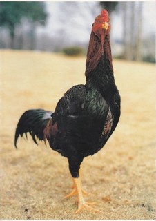 h Sumibi Daidokoro Torimaru - 限定入荷の新鮮東京軍鶏うまさ溢れる究極の鶏！